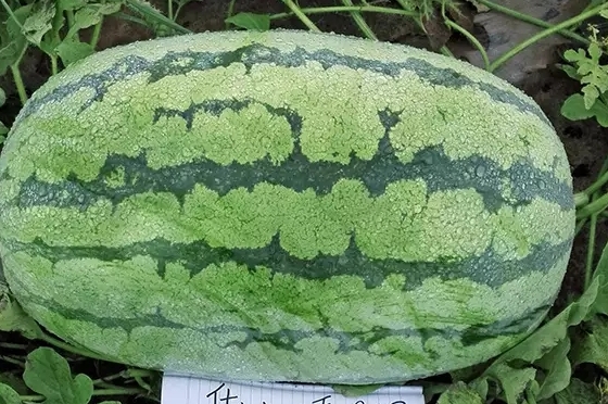 西瓜只為夏天而生嗎？
